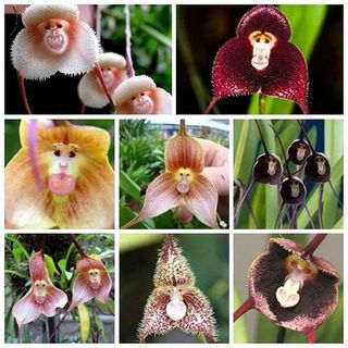 Dracula Orchid (100 frön)