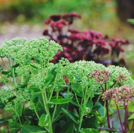 kantväxter, olika hylotelephium spectabile sedum planterade tillsammans i sommarträdgården lila kejsare, brilliant och matrona sedum