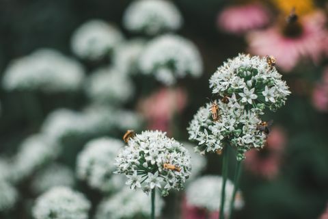 Blommor täckta i soldatbaggar