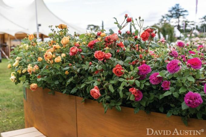 david austin, rainbow of roses installation, rhs hampton court palace flower show, juli 2021