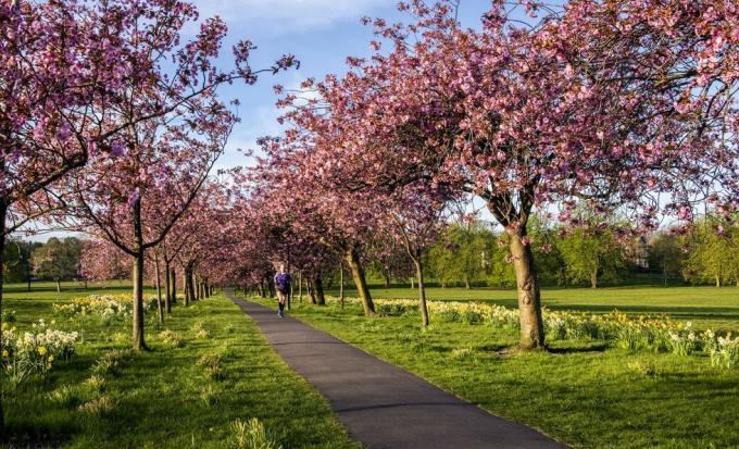 körsbärsblomman blommar för fullt i den herrelösa parken i centrum av harrogate