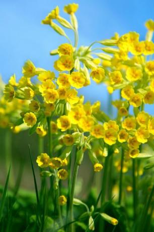 Gula cowslips mot blå himmel