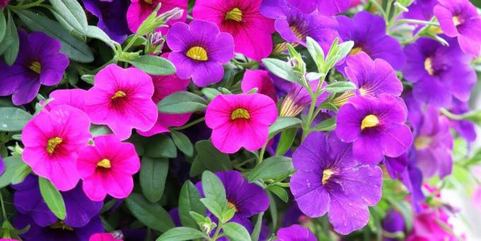 ströväxter rosa lila calibrachoa blommor i blom