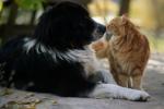 Älskar katter eller hundar dig mer - hur katter och hundar känner sig kärlek