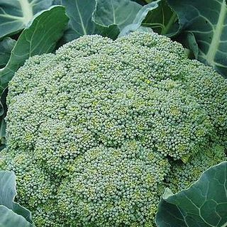 Broccoli 'Belstar' F1 Hybrid (Calabrese)