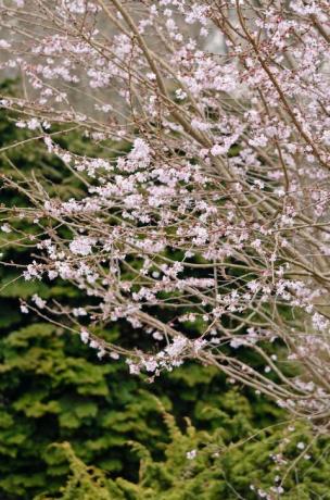 jwwtxc höst cherry prunus subhirtella 'autumnalis rosea'