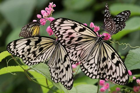 Vackra fjärilar lockade till nektarproducerande växter i en trädgård