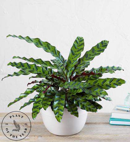 Calathea skallerorm