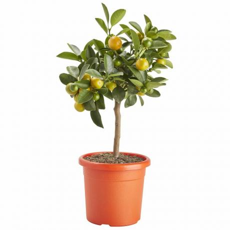 Citrus i 14cm Orange Plastic Odlingskruka