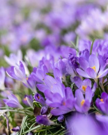 ljusa lila och vita krokusblommor på skogsgolvet ett bestämt tecken på våren är på väg hela skogsmarksgolvet omvandlas till teser små och mycket känsliga färgglada blommor