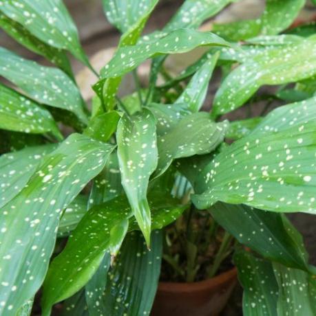 aspidistra elatior, gjutjärnsväxt eller barrumsväxt med fläckiga blad