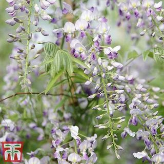 Wisteria sinensis 'Prolific'