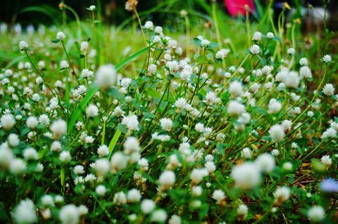 Närbild av vita blommande växter på fält