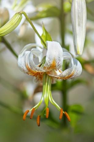 vackra vita och orangea sommarblommor av lilium