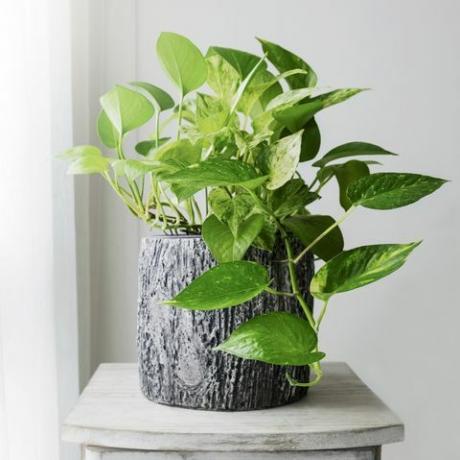 Gyllene pothos eller Epipremnum aureum vid fönstret i sovrummet hem och trädgård