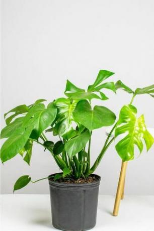 Monstera Deliciosa, 10 "kruka