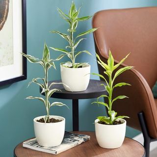 Dracaena Collection By Plant Theory | 35 cm Victory, Yellow Gold & White Stripe Dracaenas | 3 x 9 cm krukor