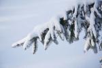 Woodland Trust visar hur du kan återvinna din julgran