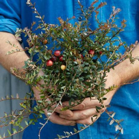 fruiting tranbär växt av vänskap