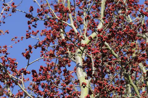 persiskt järnved, parrotia persica träd