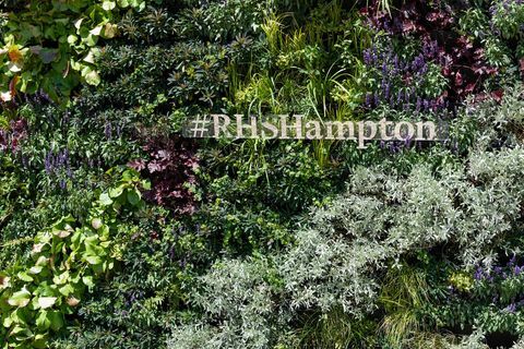 levande vägg på Rhs Hampton Court Palace Flower Show 2018