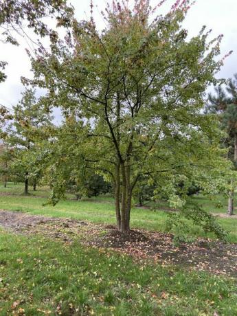 litet trädgårds- träd, acer buergerianum