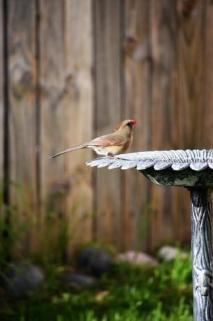 norra kardinalen vid fågelbadet