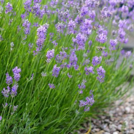 stock foto av närbild växande blek lila lila lavendel blommor med suddig blomma bakgrund på sommaren, blommande engelska och franska lavendelar fleråriga buskar som växer i solig trädgård i full sol, lavandula sort augustifolia officinalis med honung bin