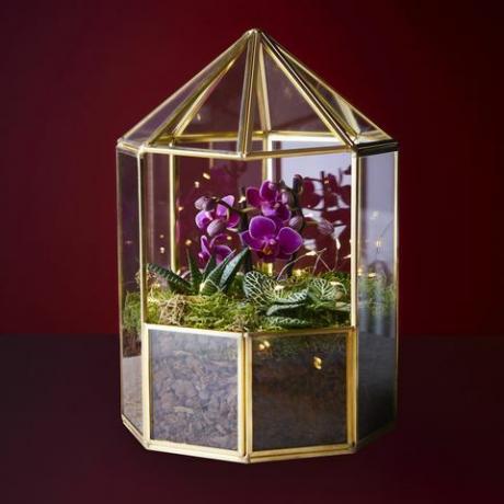 waitrose christmas orkidé terrarium