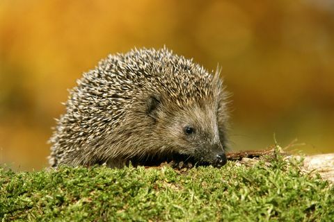 igelkotten erinaceus europaeus utomhus, närbild