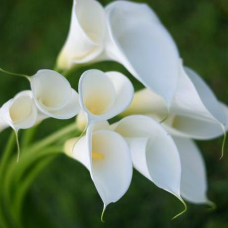 calla lillies