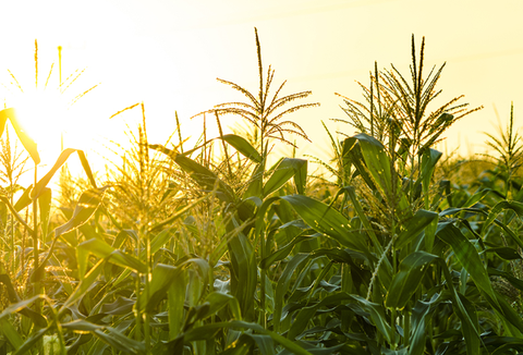 Cornfield i England