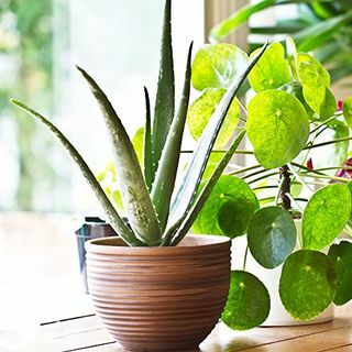 Aloe Vera krukväxt i krukväxt