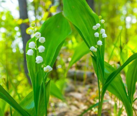 liljekonvalj blommor