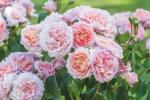 Chelsea Flower Show 2019: David Austin Roses debuterar nya engelska rosor