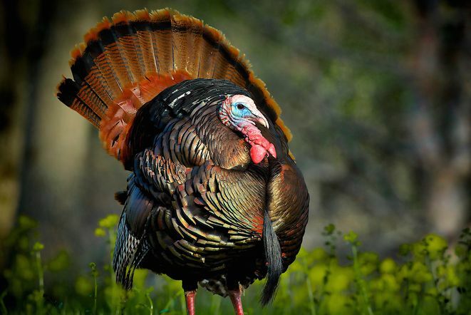 Roliga fakta om Thanksgiving Day - Benjamin Franklin Turkey National Bird