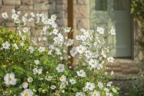 Japanska anemoner som växer i en stugaträdgård