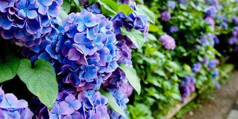 hydrangeas