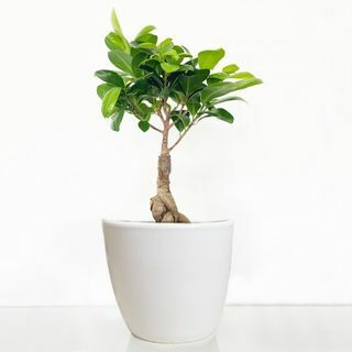 Ficus Ginseng Bonsai