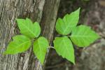Hur man dödar Poison Ivy, enligt en gräsmattavårdsexpert