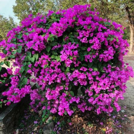 Bougainvillea 'New River'