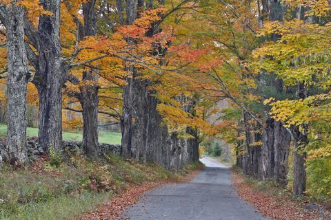 sockerkulle, New Hampshire, skog