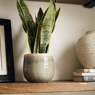 Snake Plant | Sansevieria Trifasciata