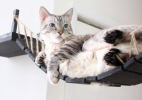 Etsy säljer en Indiana Jones-inspirerad kattbro