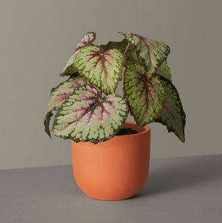 Faux Rex Begonia