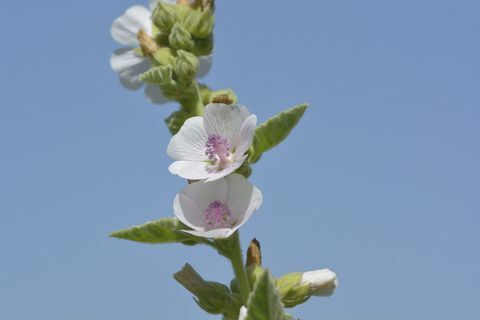 Marsh Mallow växt - blå himmel