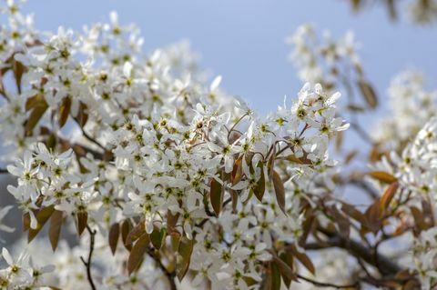 amelanchier lamarckii lövfällande blomning buske, grupp av vita blommor på grenar i blom, snöig mespilus växtkultiv