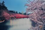 Japans Cherry Blossom Trees Bloom 6 månader tidigt