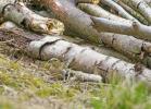 Britter uppmanas att hjälpa utrotningshotade svensexor genom att bygga stockhögar