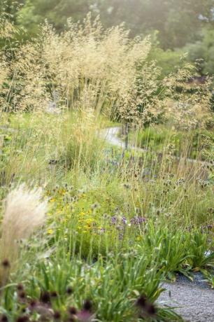 stipa gigantea, celtica gigantea, vanligen kallad jättefjädergräs, jättenålgräs eller guldhavre